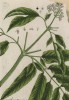 Бузина травянистая (Sambucus ebulus (лат.)) из семейства жимолостные (лист 488 "Гербария" Элизабет Блеквелл, изданного в Нюрнберге в 1760 году)