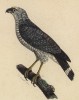Серо-голубой ястреб (лист из альбома литографий "Галерея птиц... королевского сада", изданного в Париже в 1822 году)