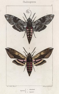 Бабочки рода Sphinx: Conobouli (1) и Ligustri (2) (лат.) (лист 47)