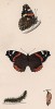 Бабочка адмирал (лат. Papilio Atalanta), её гусеница и куколка. History of British Butterflies Френсиса Морриса. Лондон, 1870, л.27