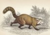 Блистательная кошка (по Кювье), она же кошачий медведь, она же малая (красная) панда (ailurus fulgens (лат.)) (лист 17 тома I "Библиотеки натуралиста" Вильяма Жардина, изданного в Эдинбурге в 1842 году)