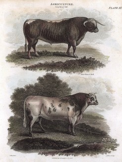 Длиннорогий и короткорогий быки из Англии. Лондон, 1815