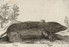 Крот (лист из альбома Nova raccolta de li animali piu curiosi del mondo disegnati et intagliati da Antonio Tempesta... Рим. 1651 год)