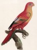 Ярко-красный попугайчик (лист 44 иллюстраций к первому тому Histoire naturelle des perroquets Франсуа Левальяна. Изображения попугаев из этой работы считаются одними из красивейших в истории. Париж. 1801 год)