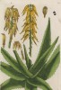 Алоэ, или столетник (Aloe (лат.)) — род растений семейства асфоделовые, содержащий около 400 видов. Название в переводе с арабского означает «горький» (лист 229 "Гербария" Элизабет Блеквелл, изданного в Нюрнберге в 1757 году)