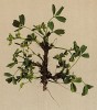 Сиббальдия стелющаяся (Sibbaldia procumbes (лат.) (из Atlas der Alpenflora. Дрезден. 1897 год. Том III. Лист 226)