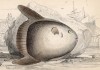 Рыба-луна — самая большая костная рыба в мире. Достигает в длину 3 м и веса 1,5 тонны. У Гиннесса есть данные о рыбе, пойманной в 1908 году недалеко от Сиднея, длиной 4,26 м и весом 2235 кг (Orthagoriscus mola (лат.)) (лист 3)