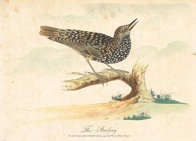 Скворец обыкновенный. Крашенной вручную офорт из работы Томаса Лорда Lord's Entire new System of Ornithology or Oecumenical History of British Birds, Лондон, 1791-1796.