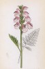 Мытник мясокрасный (Pedicularis incarnata (лат.)) (лист 318 известной работы Йозефа Карла Вебера "Растения Альп", изданной в Мюнхене в 1872 году)