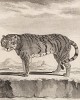 Лё тигр (лист XXVI иллюстраций к третьему тому знаменитой "Естественной истории" графа де Бюффона, изданному в Париже в 1750 году)