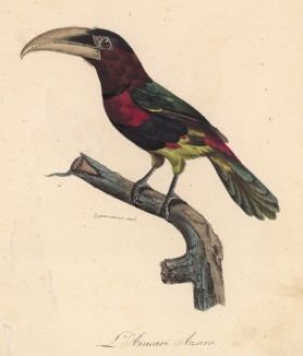 Кремоклювый арасари из семейства тукановых (лист из альбома литографий "Галерея птиц... королевского сада", изданного в Париже в 1822 году)