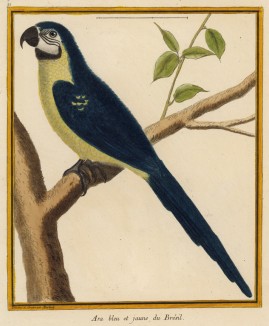 Синий бразильский ара (из Table des Planches Enluminées d'Histoire Naturelle de M. D'Aubenton (фр.). Утрехт. 1783 год (лист 36))