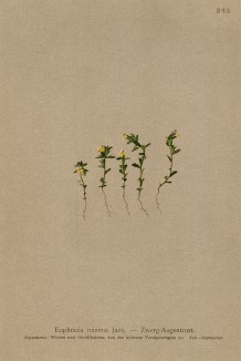 Очанка малая (Euphrasia minima (лат.)) (из Atlas der Alpenflora. Дрезден. 1897 год. Том IV. Лист 383)