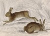 Зайцы-беляки (Lepus timidus (лат.)) (лист 30 тома VII "Библиотеки натуралиста" Вильяма Жардина, изданного в Эдинбурге в 1838 году)