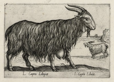 Коза ливийская (лист из альбома Nova raccolta de li animali piu curiosi del mondo disegnati et intagliati da Antonio Tempesta... Рим. 1651 год)