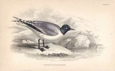Вилохвостая чайка (Larus Sabini (лат.)) (лист 24 тома XXVII "Библиотеки натуралиста" Вильяма Жардина, изданного в Эдинбурге в 1843 году)