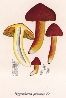 Гигроцибе пунцовая, Hygrophorus puniceus Fr. (лат.), съедобен. Дж.Бресадола, Funghi mangerecci e velenosi, т.I, л.91. Тренто, 1933