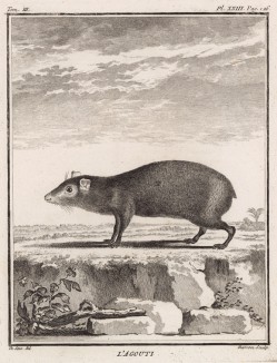Агути -- близкий родственник морских свинок (лист XXIII иллюстраций к третьему тому знаменитой "Естественной истории" графа де Бюффона, изданному в Париже в 1750 году)