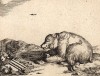 Медведь. Редкий офорт голландского гравёра Marcus De Bye. Амстердам, 1730