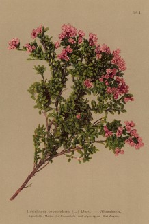 Луазелеурия лежачая (Loiseleuria procumbens (лат.)), часто этот цветок называют северным рододендроном (из Atlas der Alpenflora. Дрезден. 1897 год. Том III. Лист 294)