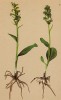 Пололепестник зелёный (Coeloglossum viride (L.) C.Hartm. (лат.)) (из Atlas der Alpenflora. Дрезден. 1897 год. Том I. Лист 68)
