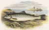 Форель на берегу озера Лох Левен в Шотландии (иллюстрация к "Пресноводным рыбам Британии" -- одной из красивейших работ 70-х гг. XIX века, выполненных в технике хромолитографии)