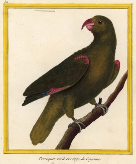 Зелёно-красный попугай из Южной Америки (из Table des Planches Enluminées d'Histoire Naturelle de M. D'Aubenton (фр.). Утрехт. 1783 год (лист 312))