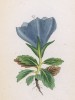 Колокольчик Райнера (Campanula Raineri (лат.)) (лист 260 известной работы Йозефа Карла Вебера "Растения Альп", изданной в Мюнхене в 1872 году)