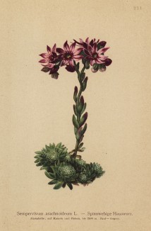 Молодило паутинистое (Sempervivum arachnoideum (лат.)) (из Atlas der Alpenflora. Дрезден. 1897 год. Том III. Лист 211)