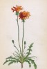 Кульбаба шафраново-жёлтая (Leontodon croceum (лат.)) (лист 237 известной работы Йозефа Карла Вебера "Растения Альп", изданной в Мюнхене в 1872 году)
