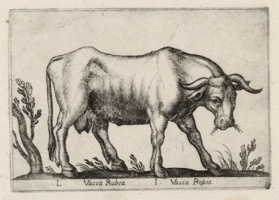 Корова (лист из альбома Nova raccolta de li animali piu curiosi del mondo disegnati et intagliati da Antonio Tempesta... Рим. 1651 год)