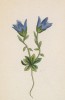 Колокольчик ценизский (Campanula cenisia (лат.)) (лист 261 известной работы Йозефа Карла Вебера "Растения Альп", изданной в Мюнхене в 1872 году)