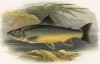 Рыба-голец (иллюстрация к "Пресноводным рыбам Британии" -- одной из красивейших работ 70-х гг. XIX века, выполненных в технике хромолитографии)