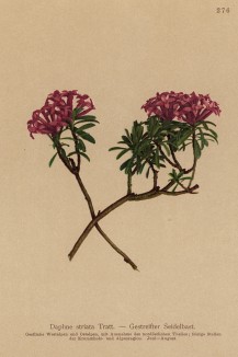 Волковник полосатый (Daphne striata (лат.)) (из Atlas der Alpenflora. Дрезден. 1897 год. Том III. Лист 276)