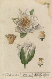 Кувшинка белая (водяная лилия) (Nymphaea alba (лат.)) (лист 498b "Гербария" Элизабет Блеквелл, изданного в Нюрнберге в 1760 году)