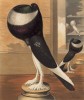 Пёстрый дутыш чёрного окраса (из знаменитой "Книги голубей..." Роберта Фултона, изданной в Лондоне в 1874 году)