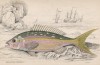 Одна из любимых рыб ихтиолога Питера Блеекера Mesoprion chrysurus (лат.) (лист 25 XXIX тома "Библиотеки натуралиста" Вильяма Жардина, изданного в Эдинбурге в 1835 году