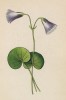 Сольданелла альпийская (Soldanella alpina (лат.)) (лист 361 известной работы Йозефа Карла Вебера "Растения Альп", изданной в Мюнхене в 1872 году)