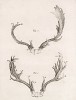 Рога (лист XXX иллюстраций к шестому тому знаменитой "Естественной истории" графа де Бюффона, изданному в Париже в 1756 году)