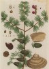 Лиственница (лат. Larix) — род древесных растений семейства сосновых, одна из наиболее распространённых пород хвойных деревьев (лист 477 "Гербария" Элизабет Блеквелл, изданного в Нюрнберге в 1760 году)