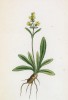 Валериана кельтская (Valeriana celtica (лат.)) (лист 191 известной работы Йозефа Карла Вебера "Растения Альп", изданной в Мюнхене в 1872 году)