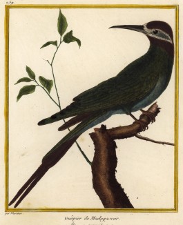Щурка (пчелоедка), живущая на Мадагаскаре (из Table des Planches Enluminées d'Histoire Naturelle de M. D'Aubenton (фр.). Утрехт. 1783 год (лист 259))