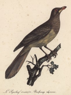 Волоклюй (Buphaga infesceus (лат.)) (лист из альбома литографий "Галерея птиц... королевского сада", изданного в Париже в 1822 году)