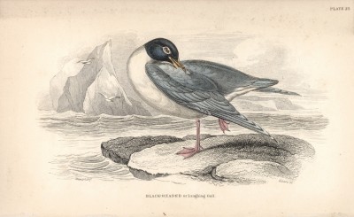 Белокрылая чайка (Larus Atricilla (лат.)) (лист 25 тома XXVII "Библиотеки натуралиста" Вильяма Жардина, изданного в Эдинбурге в 1843 году)