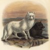 Лиса арктическая (лист XXVI иллюстраций к известной работе Джорджа Миварта "Семейство волчьих". Лондон. 1890 год)