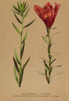 Лилия луковиценосная (Lilium bulbiferum L. (лат.)) (из Atlas der Alpenflora. Дрезден. 1897 год. Том I. Лист 57)