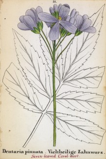 Зубянка перистая (Dentaria pinnata (лат.)) (лист 51 известной работы Йозефа Карла Вебера "Растения Альп", изданной в Мюнхене в 1872 году)