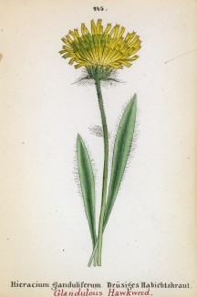 Ястребинка железистая (Hieracium glanduliferum (лат.)) (лист 245 известной работы Йозефа Карла Вебера "Растения Альп", изданной в Мюнхене в 1872 году)