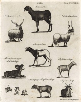 Козлы и козы многих родов и видов. Encyclopaedia Britannica, л.DX. Лондон, 1795