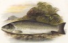 Морская форель (иллюстрация к "Пресноводным рыбам Британии" -- одной из красивейших работ 70-х гг. XIX века, выполненных в технике хромолитографии)
